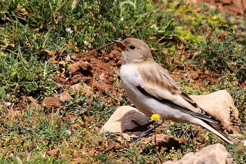 White-winged Snowfinch