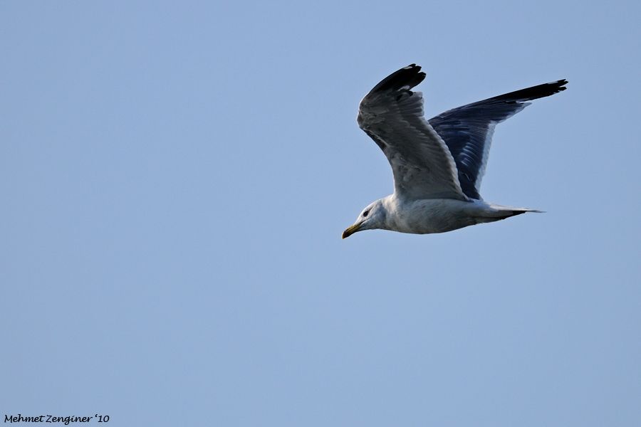 Armenian Gull