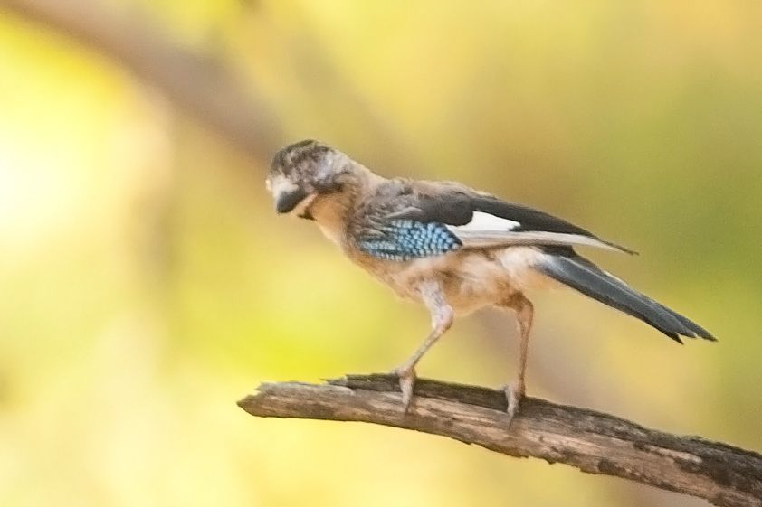 Eurasian Jay