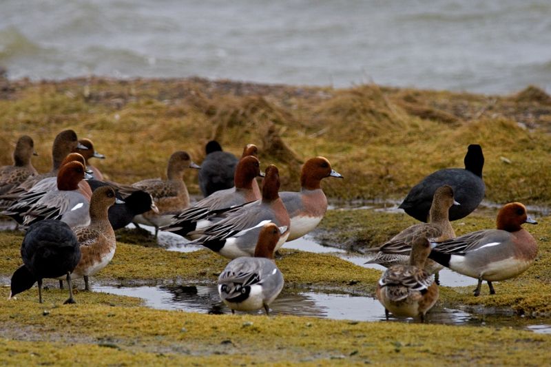 Eurasian Wigeon