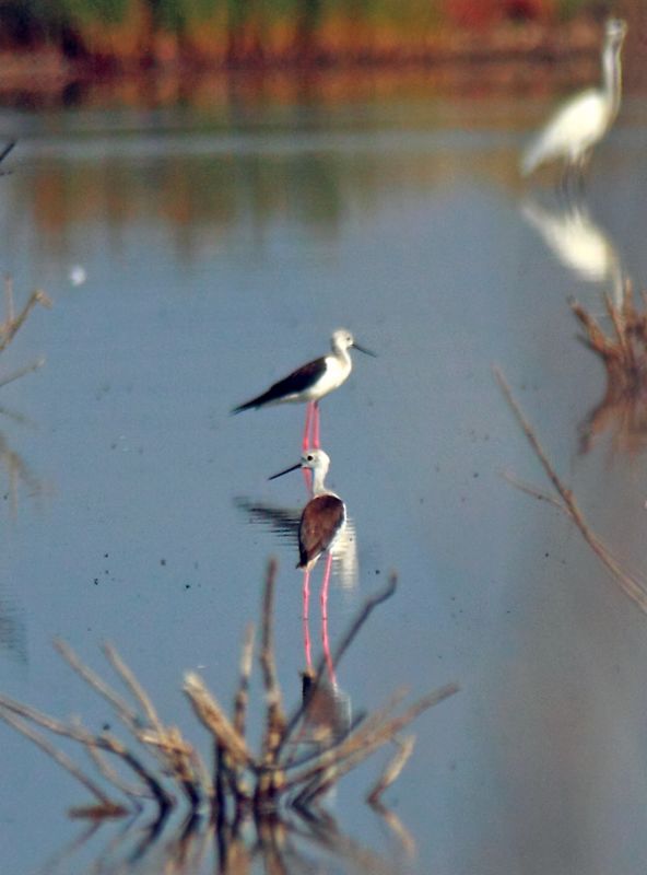 Black-winged Stilt