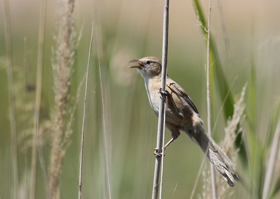 Iraq Babbler