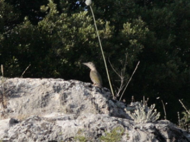 European Green Woodpecker