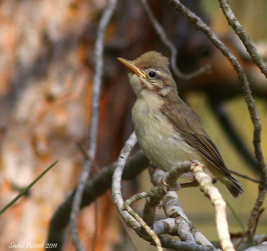 Eastern Olivaceous Warbler