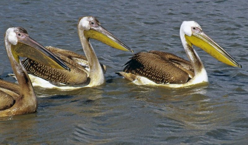 Great White Pelican