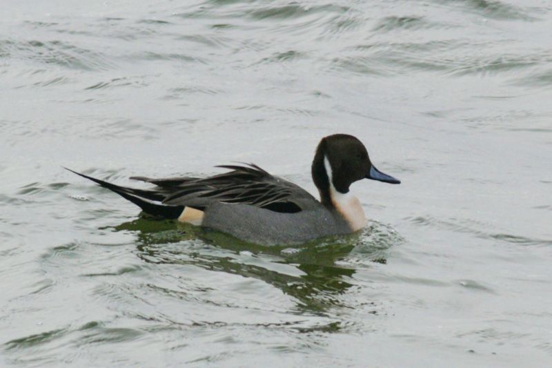 Northern Pintail