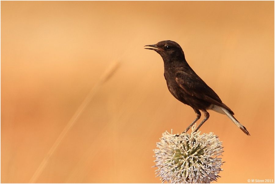 Mourning Wheatear