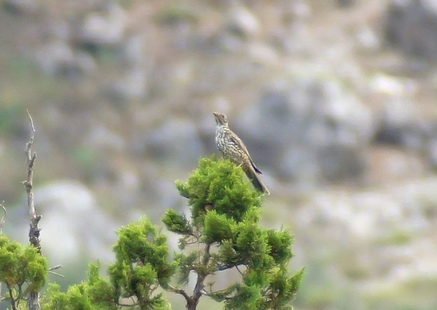 Mistle Thrush