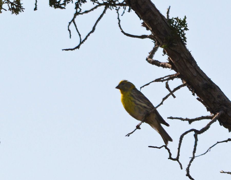 European Serin