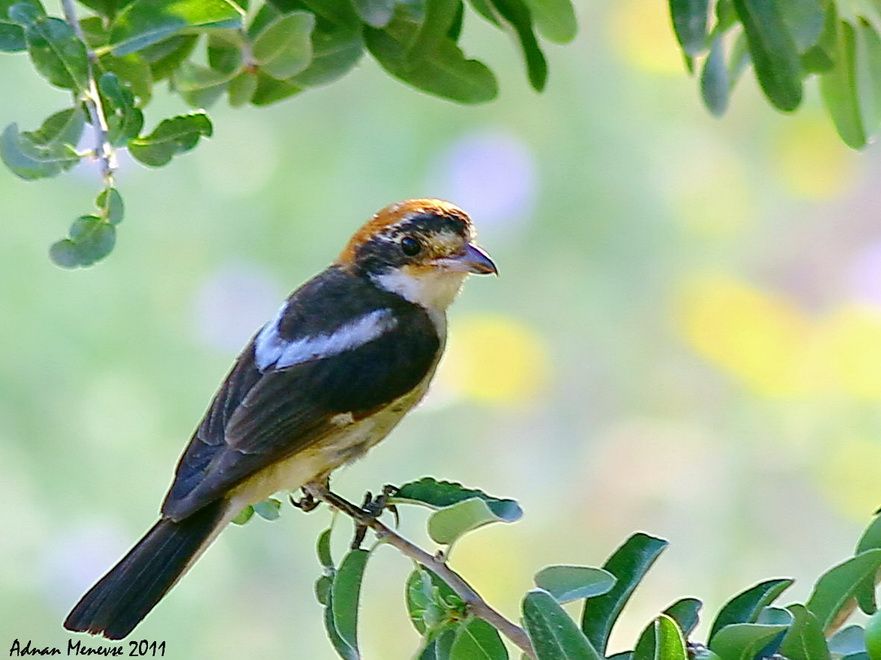 Woodchat Shrike