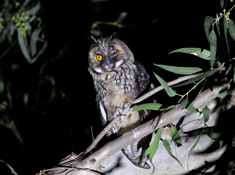 Long-eared Owl
