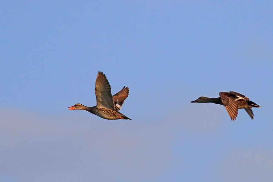 Gadwall