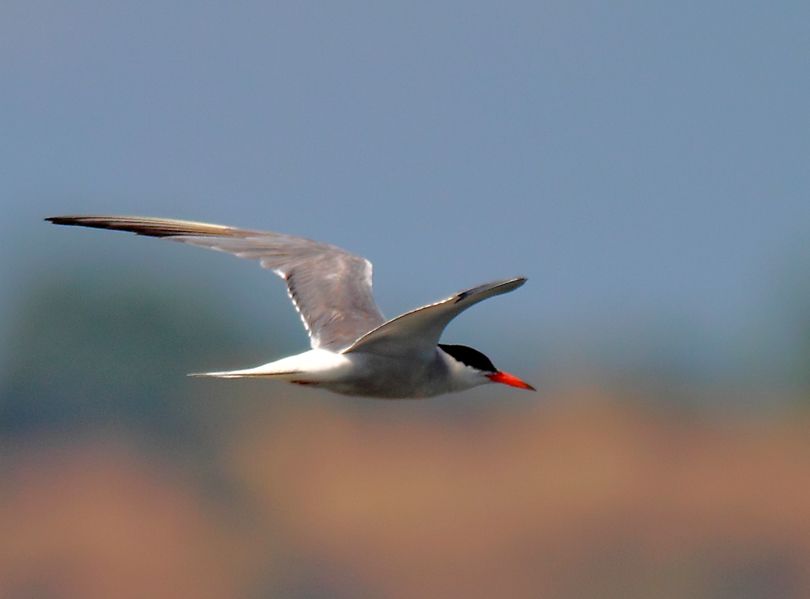 Common Tern