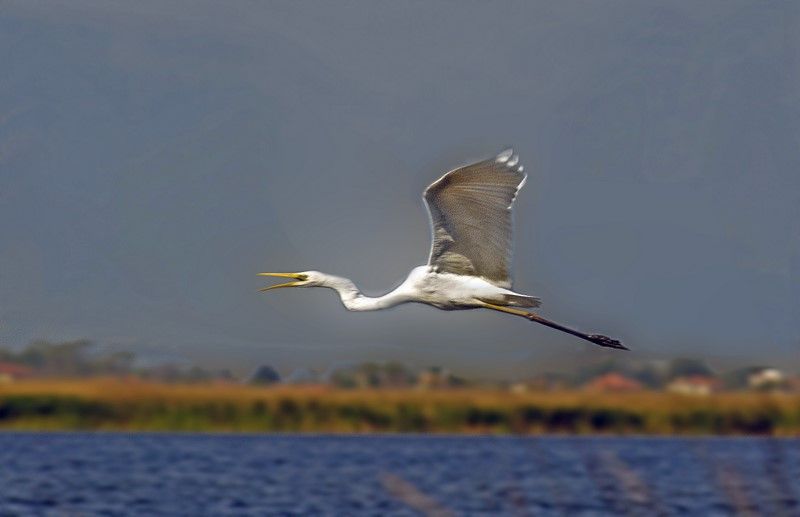 Great Egret