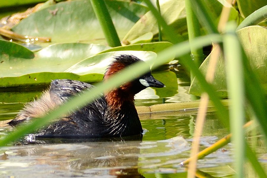 Little Grebe