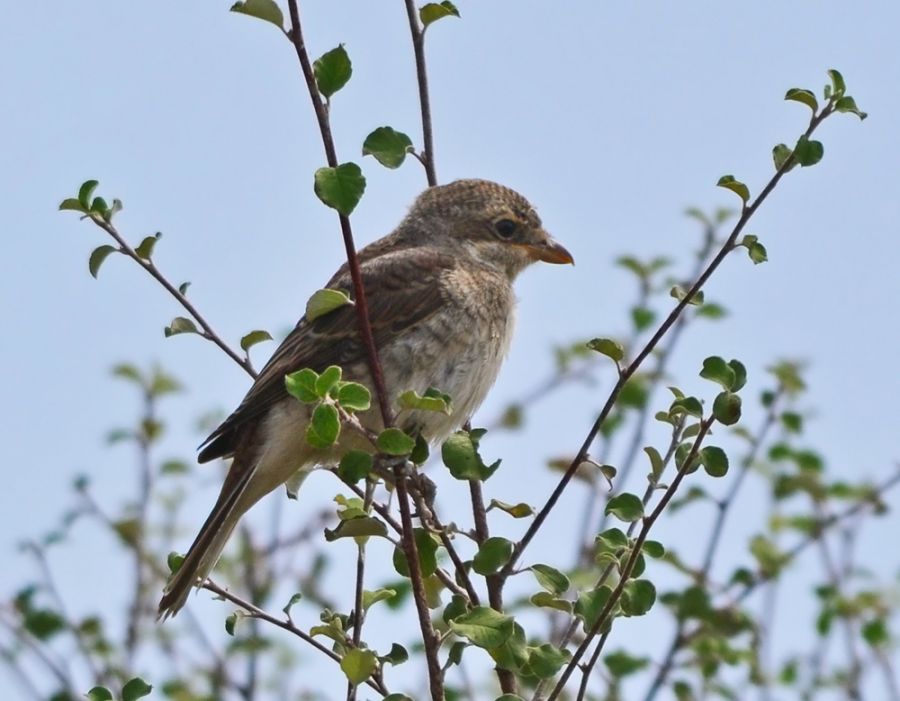 Red-backed Shrike
