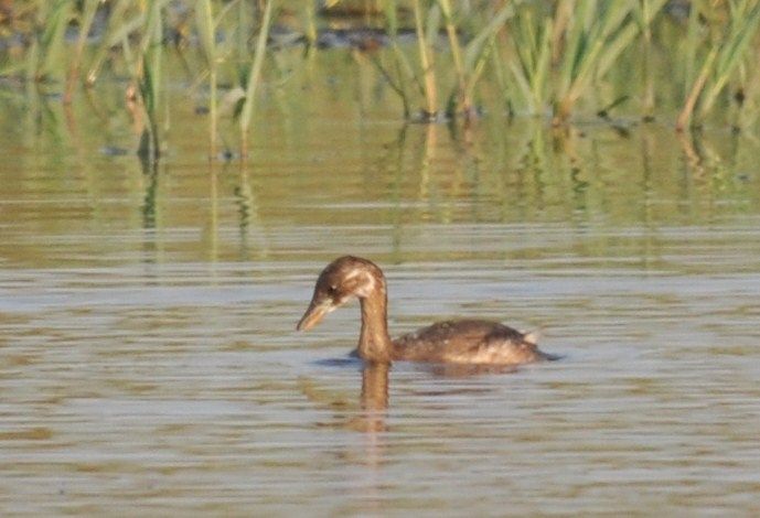 Little Grebe