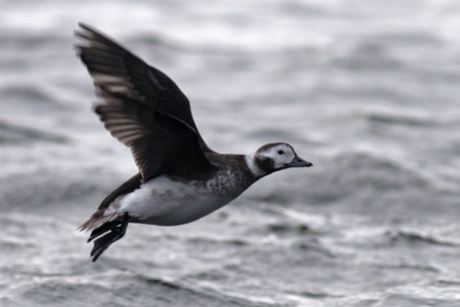 Long-tailed Duck
