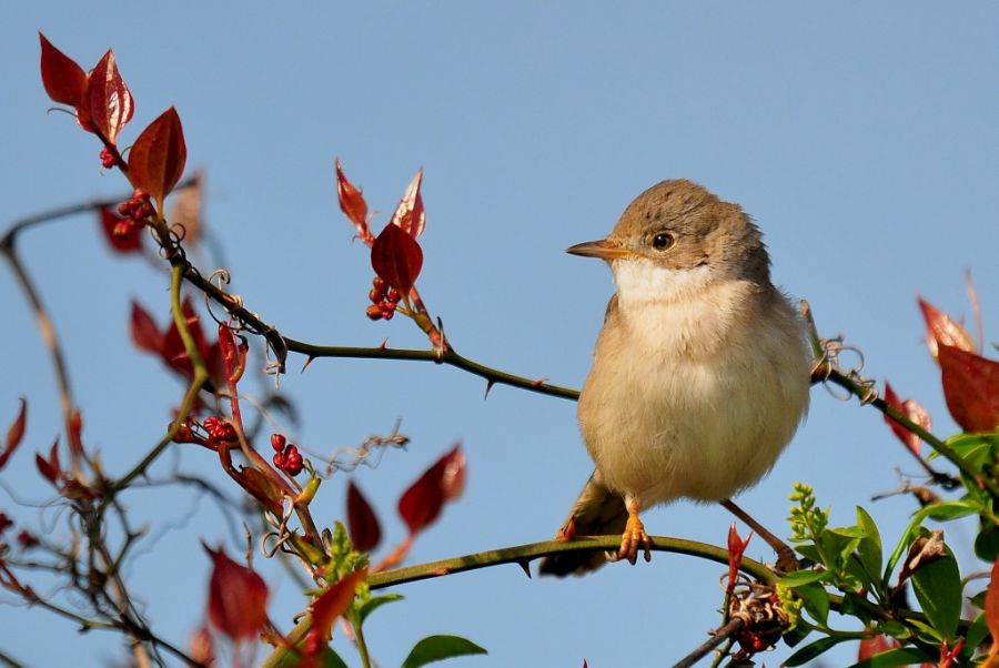 Common Whitethroat