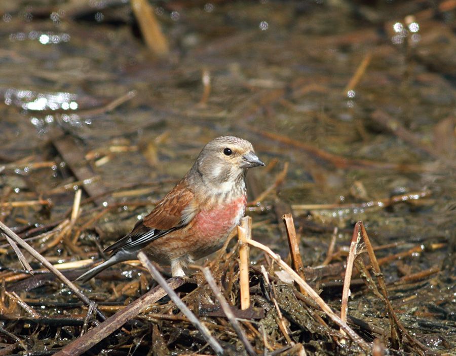 Common Linnet