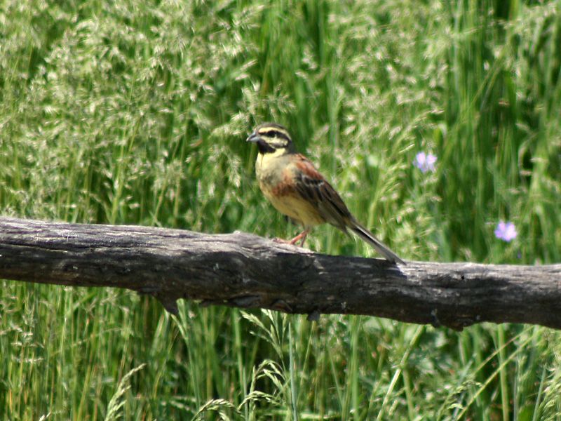 Cirl Bunting