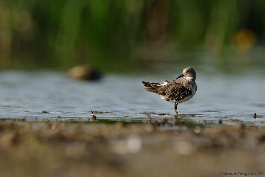 Temminck`s Stint