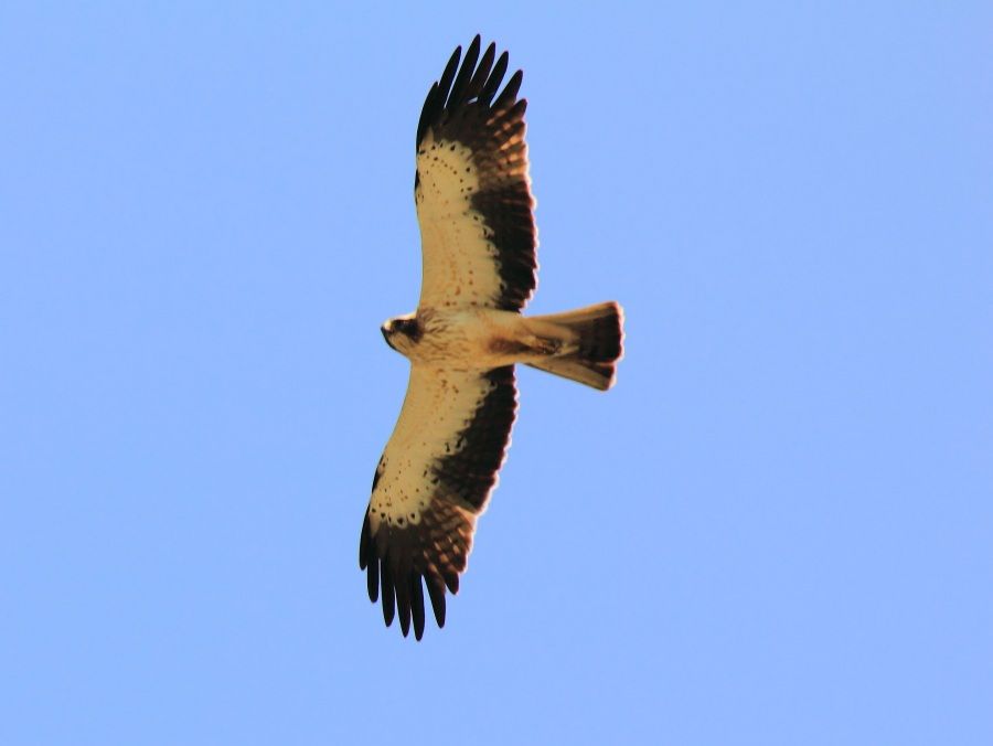 Booted Eagle