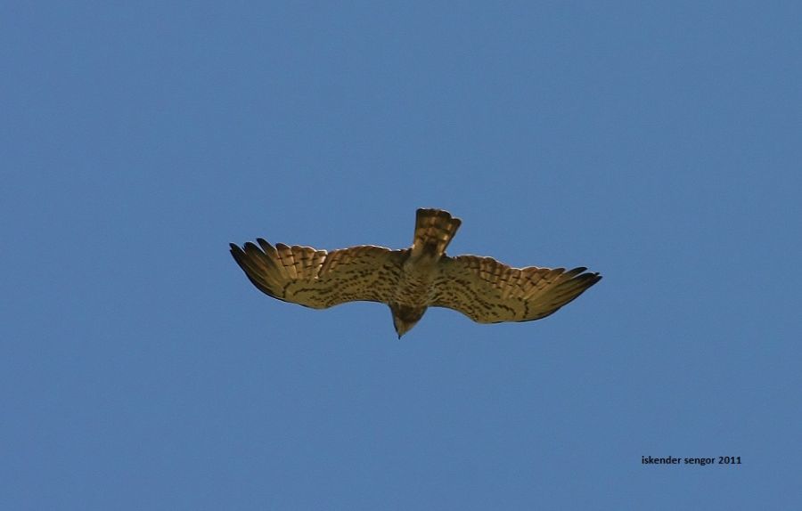 Short-toed Snake Eagle