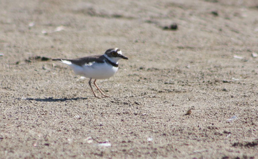Little Ringed Plover