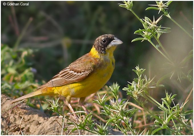 Black-headed Bunting