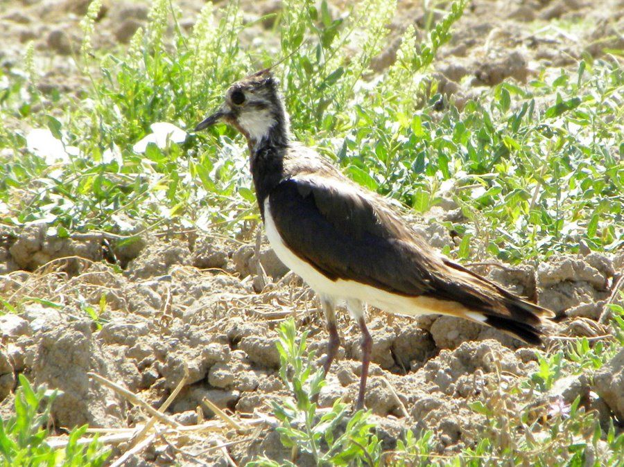 Northern Lapwing