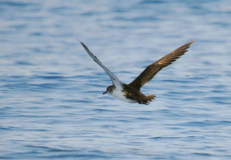Yelkouan Shearwater