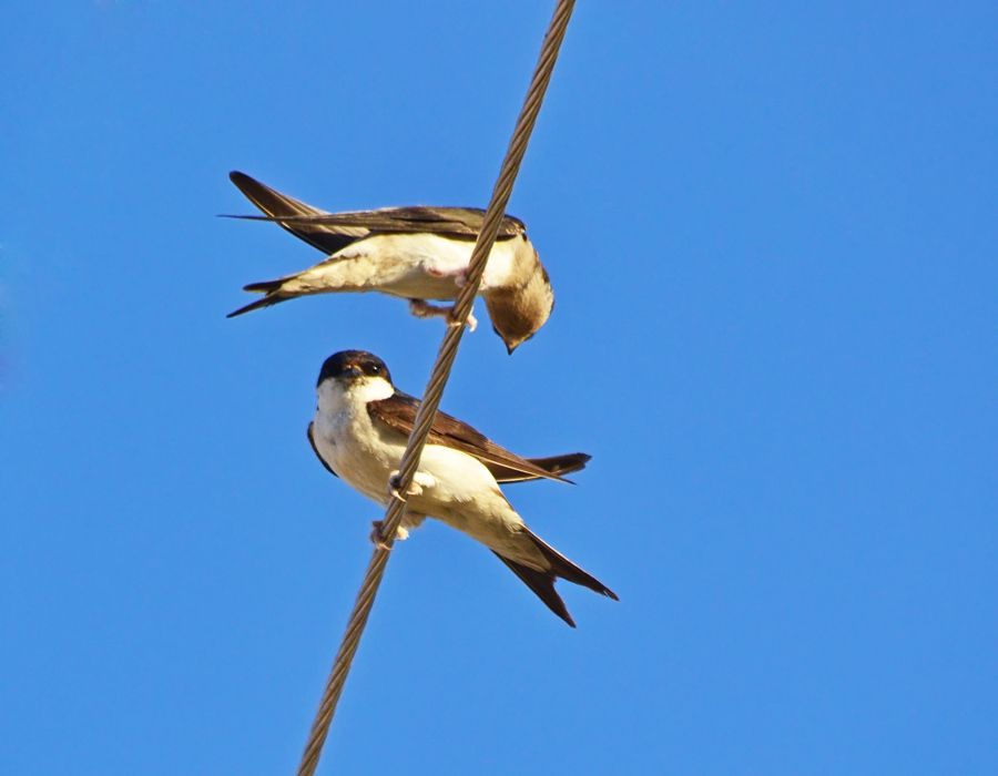 Western House Martin