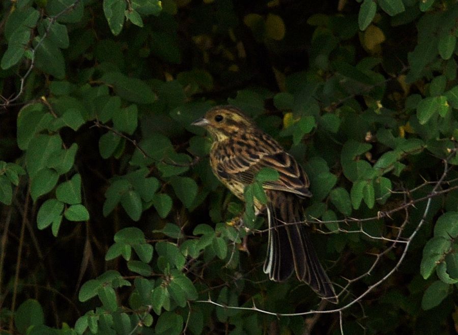 Cirl Bunting