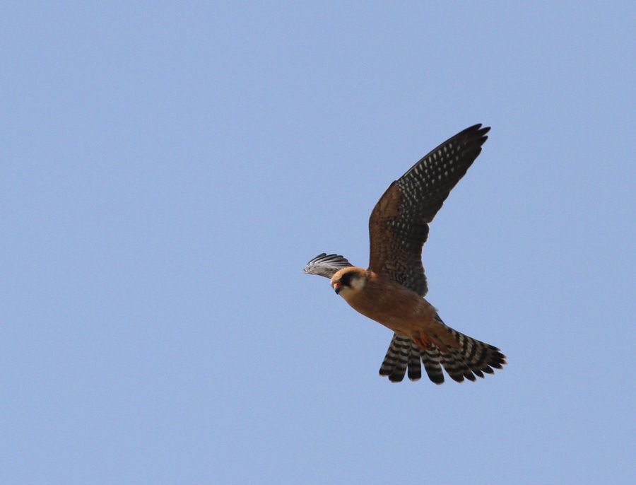 Red-footed Falcon
