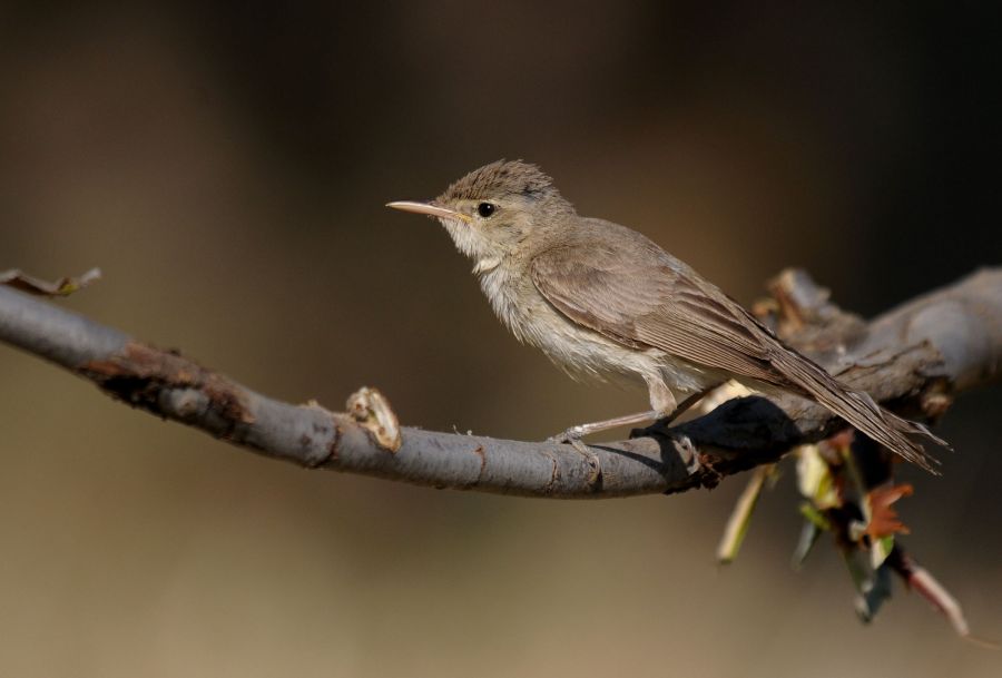 Eastern Olivaceous Warbler