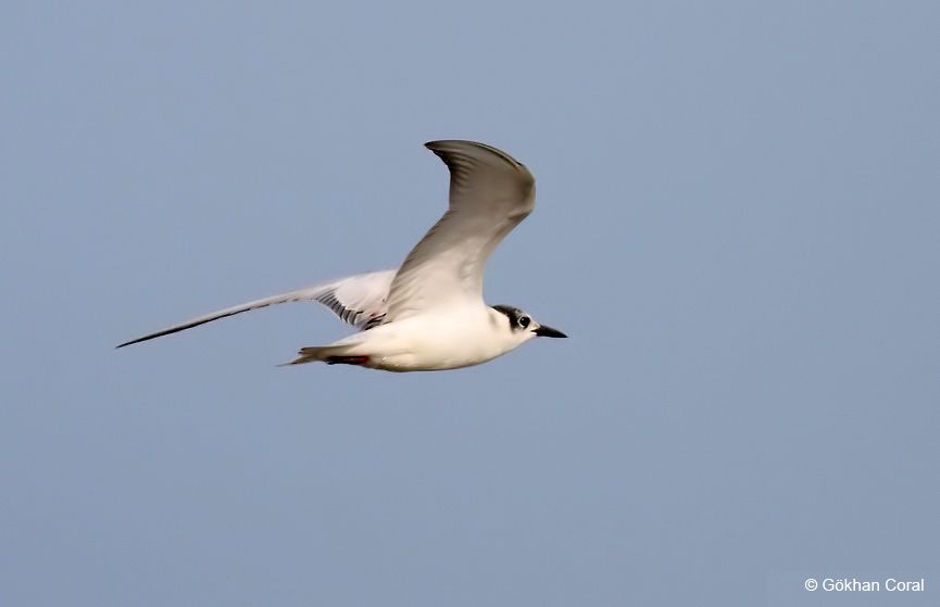 Whiskered Tern