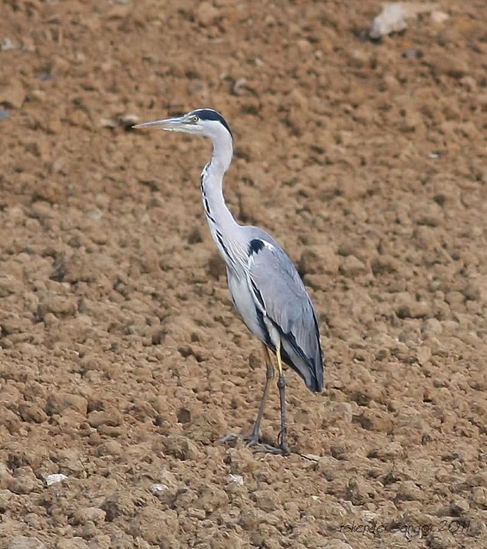 Grey Heron