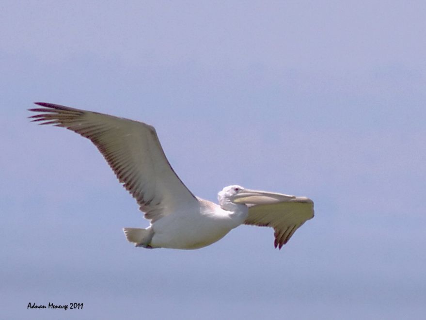 Dalmatian Pelican