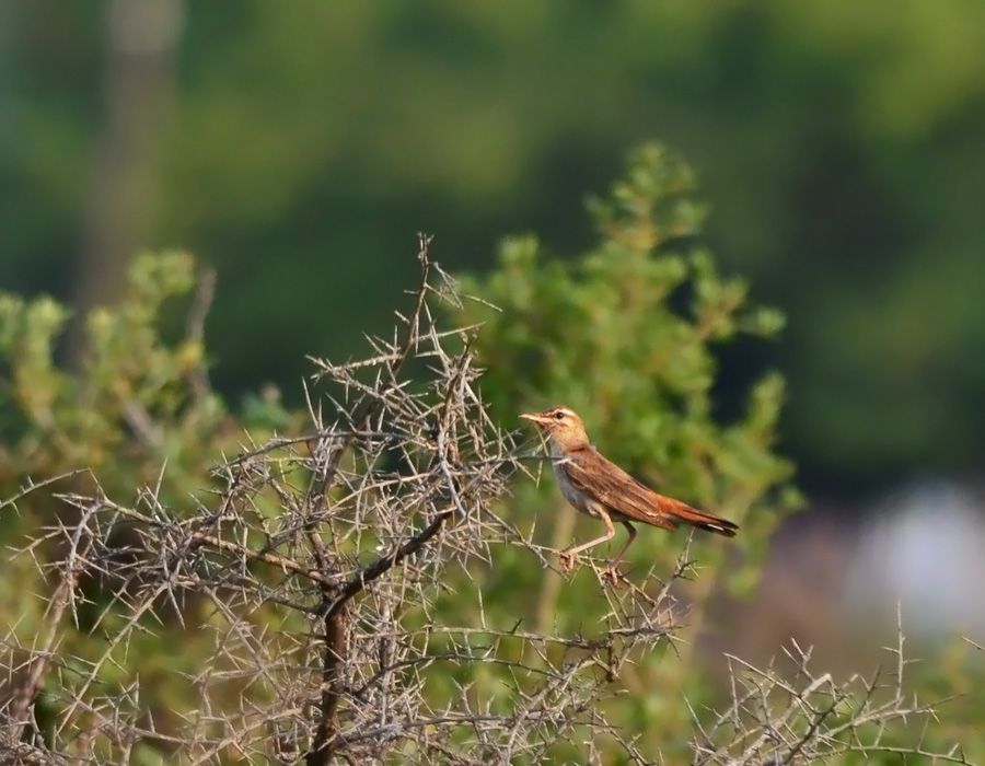 Rufous-tailed Scrub Robin