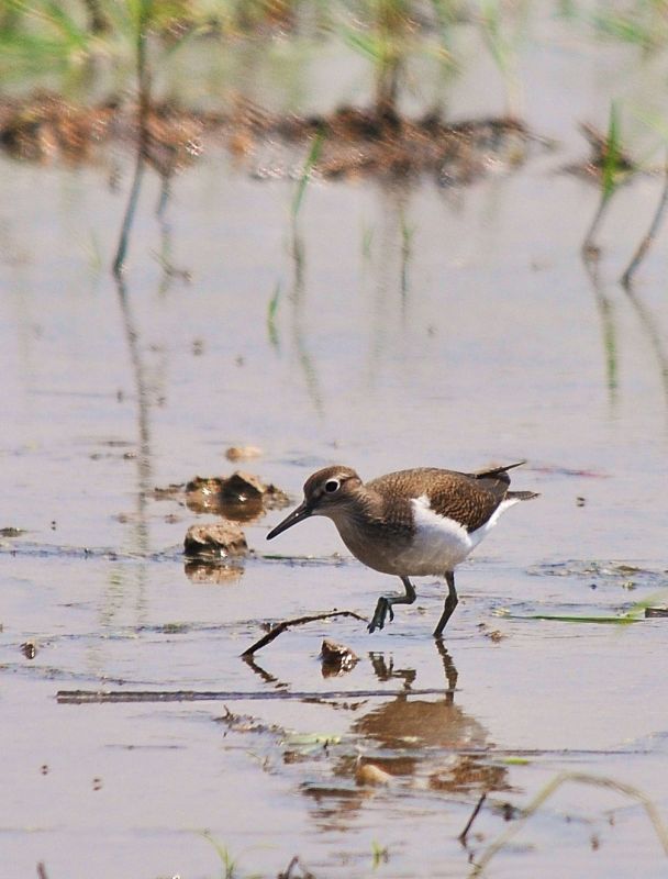 Common Sandpiper