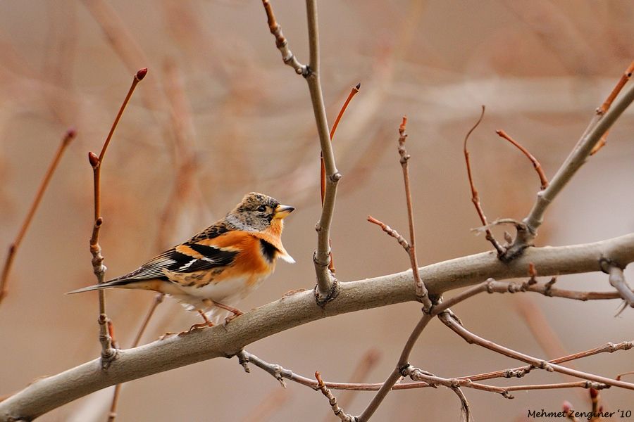Brambling