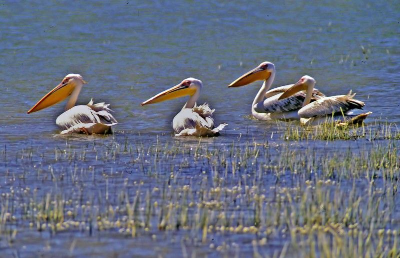Great White Pelican