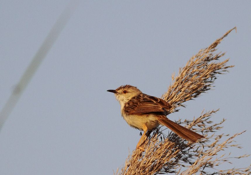 Delicate Prinia