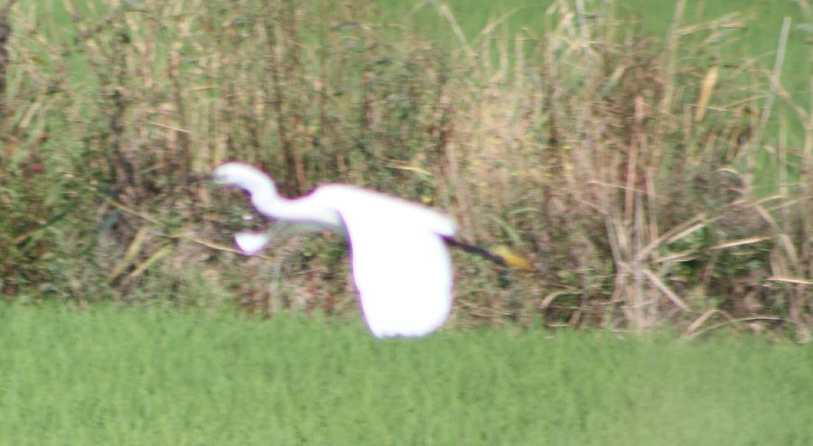 Little Egret