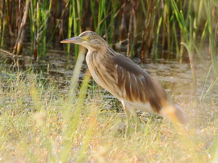 Squacco Heron