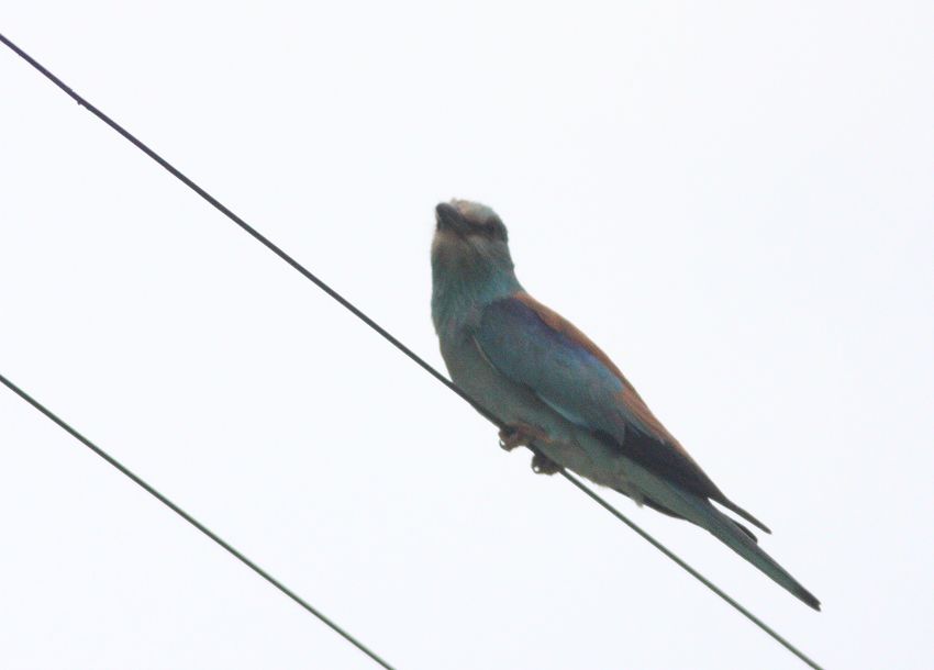 European Roller