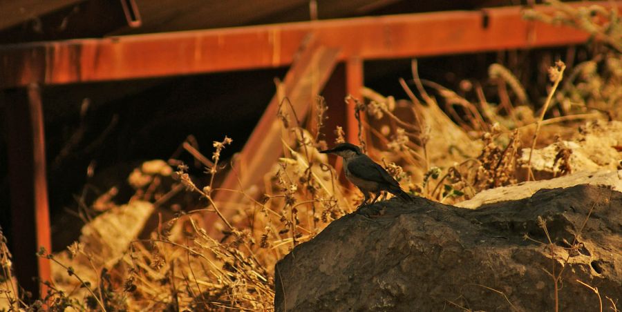 Western Rock Nuthatch