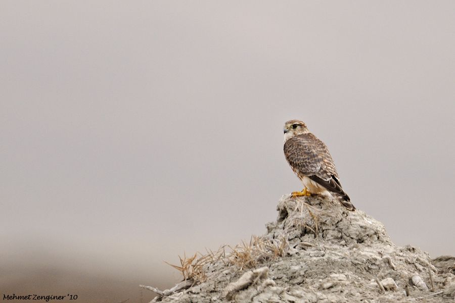 Merlin