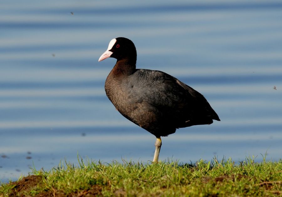 Eurasian Coot